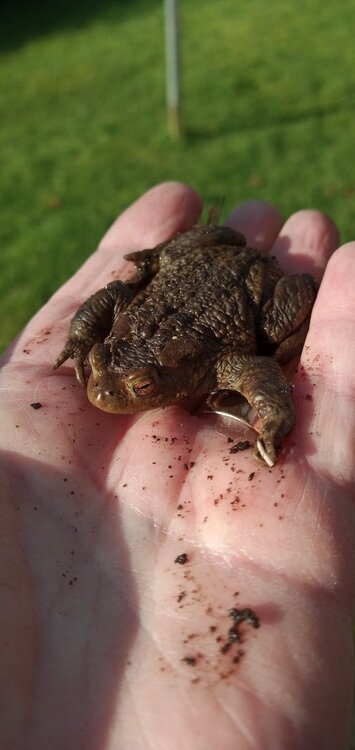 Haverbreaks toad Feb 2023.jpg