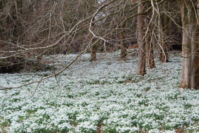 Kennet Valley Group - Snowdrops Meet up & Lunch