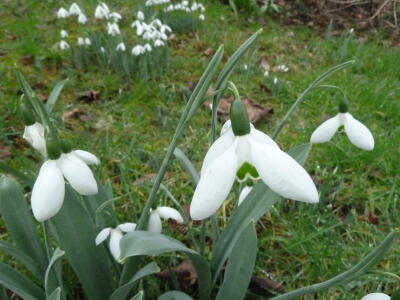 Shropshire Group's Snowdrop Run