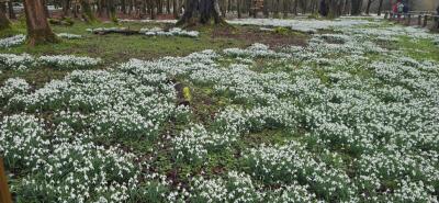 KVG members 'enjoy weather window' to see the Snowdrops