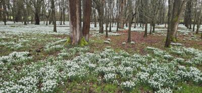 KVG members 'enjoy weather window' to see the Snowdrops