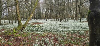 KVG members 'enjoy weather window' to see the Snowdrops