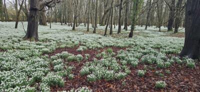 KVG members 'enjoy weather window' to see the Snowdrops