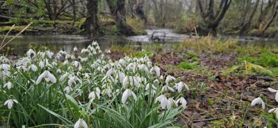 KVG members 'enjoy weather window' to see the Snowdrops