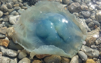 The amazing jellyfish
