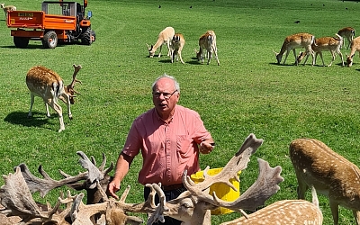 At 14:00hrs it was time for Jim the keeper to feed the Prideaux bunch, mob, bevy, rangale or flock. 