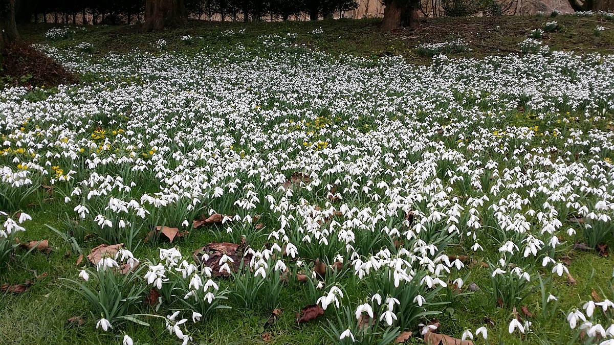 Kennet Valley TR Group visit to Welford Park and the wonderful display of Snowdrops